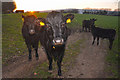 West Somerset : Grassy Field & Cattle