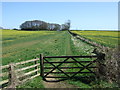 Farm track (footpath) near East House