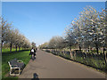 Spring blossom in Burgess Park