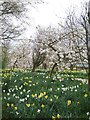 Spring flowers at Hazelhurst Farm