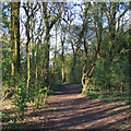 Path in Giddings Copse Nature Reserve, Shotgate