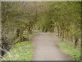 SD5830 : Path at Brockholes Nature Reserve by David Dixon