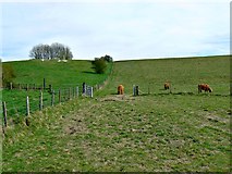 SU1274 : Three Highland cattle and a white horse, Hackpen Hill, Wiltshire by Brian Robert Marshall