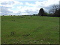 Grazing, Longframlington