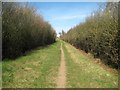 Colney Heath: Footpath to Coopers Green Lane