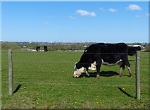 SP3475 : Cows and pasture along Rowley Road by Mat Fascione