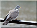 J3474 : Laganside wood pigeon, Belfast (April 2015) by Albert Bridge