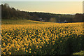 Oilseed Rape