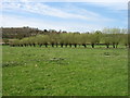 Line of willows near Lower Culham Farm