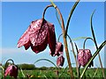 SU0994 : Snake's head fritillary, North Meadow National Nature Reserve, Cricklade 2015 (3) by Brian Robert Marshall
