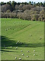 Sheep grazing at Faccombe, Hampshire