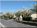 Blossom time on Cherry Hinton High Street