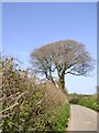 Solitary tree east of Weeke Cross on Ridge Road