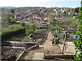 An Allotment in Bannerdale, Sheffield