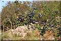NX8458 : Sloe berries, Dalbeattie Forest by Richard Sutcliffe