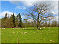 Pasture, Bagshot, Shalbourne