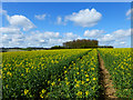 Farmland, Shalbourne