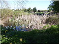 Pond with rushes