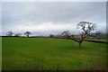 Tree in a field