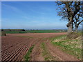 Bridleway junction in a field