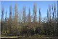 Trees growing by the railway line