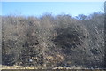 Vegetation, Railway cutting