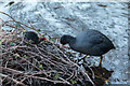 TQ3296 : Coot and Chick, New River Loop, Enfield by Christine Matthews