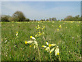 A meadow full of cowslips