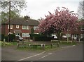 Blossom in Ratcliffe Road