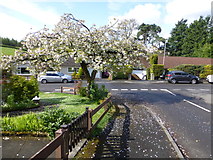 H4672 : White cherry blossom tree, Omagh by Kenneth  Allen