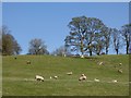 Sheep and parkland trees near Burnfoot