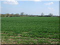 Crop field near Medburn