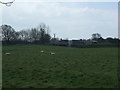 Grazing, Stob Hill