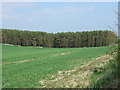 Crop field towards woodland, Harrogate Hill