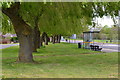 Line of roadside willow trees at Fairlands