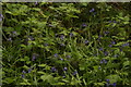 View of bluebells in Claybury Wood