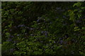 View of bluebells in Claybury Wood #2