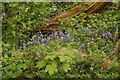 View of bluebells in Claybury Wood #3