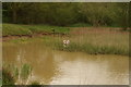 View of a no fishing sign hiding among the reeds in the lake in Claybury Park