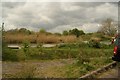 View of a dog looking out over the lake among the reeds in the Redbridge Fishing Lakes