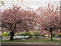 Cherry blossom outside St John