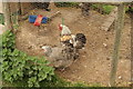 View of chickens in a run in the Redbridge Fishing Lakes