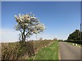 Flowering tree by the road