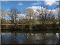 Trees by the Forth and Clyde Canal