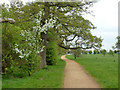 Path, Windsor Great Park