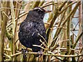 Blackbird (Female)