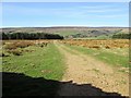 Track  back  to  Quarry  Wood  and  into  Nidderdale