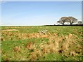 Rough  pasture  above  High  Sourmire