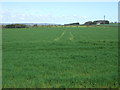 NZ1895 : Crop field east of Causey Park by JThomas