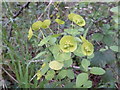 TF0820 : Euphorbia amygdaloides by Bob Harvey